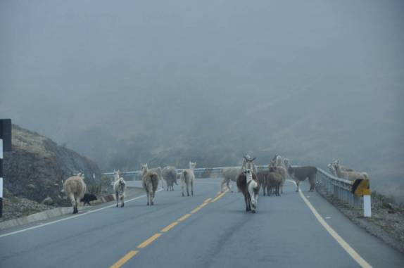 Encontrando as primeiras lhamas! Realmente, já estamos altos, na subida dos Andes na Carretera Transoceanica, em direção à Cusco, no Peru